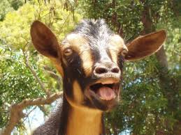 This is a photo of a bleating goat.