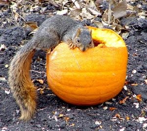 This is a picture of a squirrel eating a pumpkin.