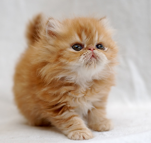 This is a photograph of a tiny orange fluffy kitten.