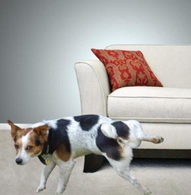 This is a photo of a dog peeing on the carpet in front of a couch.