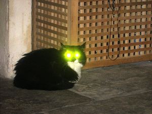 This is a photograph of a cat indoors and the flash made its eyes glow bright green.